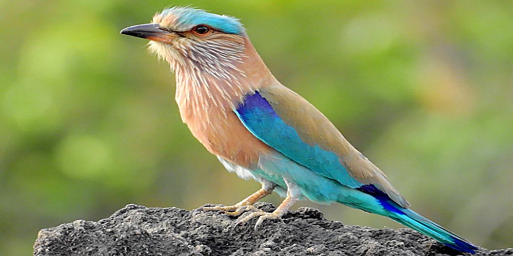 Birds, About Jim Corbett National Park