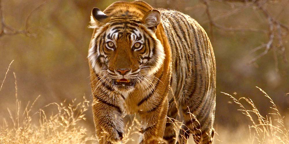 Tiger, About Jim Corbett National Park