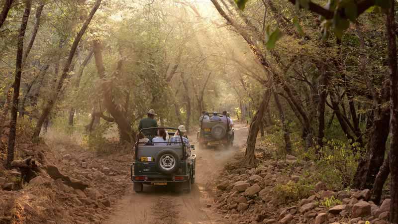 Corbett Jeep Safari Online Booking in Jim Corbett National Park